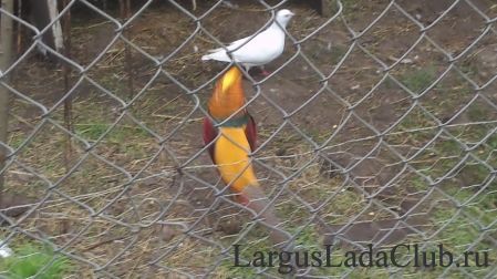 ����� ����������1771