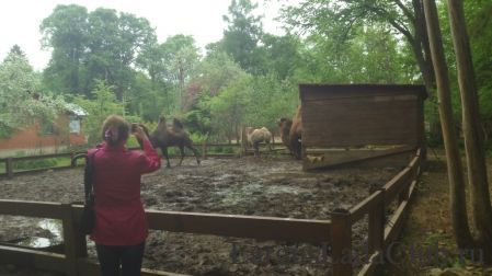 ����� ����������1768